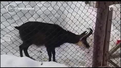 Capră neagră, crescută în ograda unei familii din Argeș