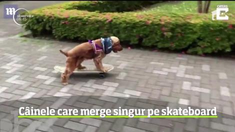 În Statele Unite, mersul pe trotinetă şi skateboarding-ul sunt la modă nu doar pentru adolescenţi, ci şi pentru căţei