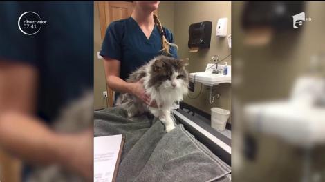 O pisică din statul american Montana a supravieţuit, într-un mod de-a dreptul miraculos, după ce a rămas îngropată sub un troian, pe un ger de minus 13 grade celsius