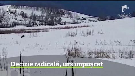 Ursul care a terorizat localnicii din Miercurea Ciuc va fi împuşcat