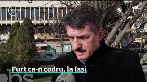 Hoţii de lemn au pus la pământ, copac cu copac, o întreagă pădure, aflată în apropiere de Iaşi