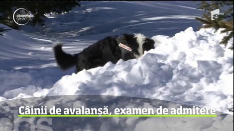 Câinii special pregătiți pentru intervenții în caz de avalanșă au dat examen de admitere la Rânca