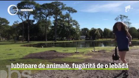 Iubitoare de animale din Florida, fugărită de o lebădă