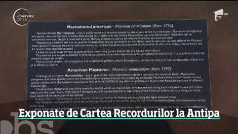 Exponate de Cartea Recordurilor la Antipa