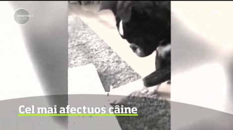 Un bulldog francez, cel mai afectuos câine