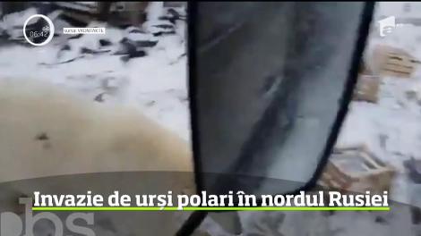 Stare de urgență! Este invazie de urși! Oamenii care locuiesc în zona afectată sunt disperați. Video