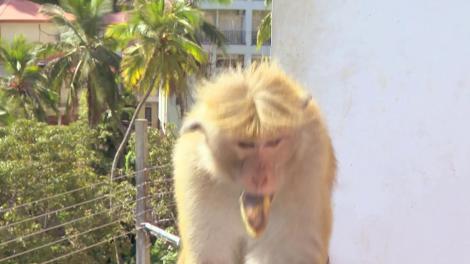 Maimuțele i-au jefuit! Șerban și Cosmin s-au luat la ceartă cu musafirii obraznici! "Ne-au furat ţigările!"