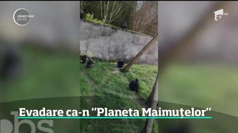 O scenă ca în filme a declanşat alarma la o grădină zoologică din Irlanda de Nord