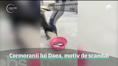 Minstrul Petre Daea şi cormoranii, subiect de ceartă la dezbaterea bugetului Agriculturii pentru 2019