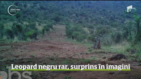 Un animal rar întâlnit a fost surprins în imagini în Kenya