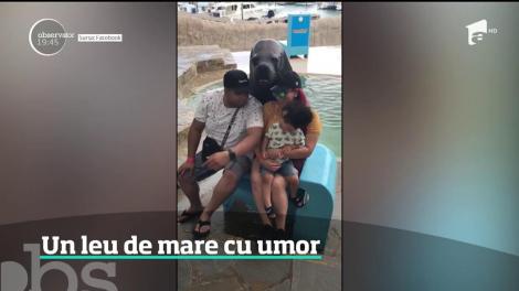 Un leu de mare aflat într-un parc acvatic din Republica Dominicană a dat dovadă de un foarte dezvoltat simţ al umorului
