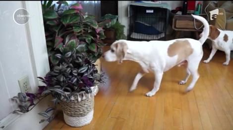 Simpaticul personaj Groot din filmele cu supereroi salvează acum câinii invadaţi de extratereştii