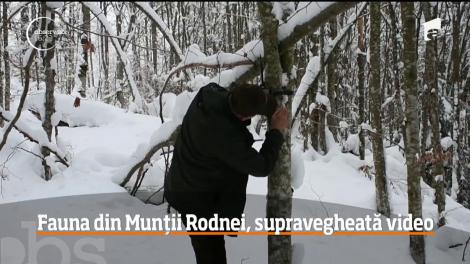 În Parcul Naţional Rodna, pare că toate animalele hibernează cu succes! Însă, cum se lasă întunericul, cerbii, căprioarele şi lupii oferă un adevărat spectacol