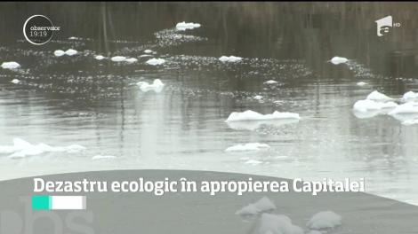 Dezastru ecologic. Apele poluate de la marginea Capitalei au scos pe maluri tone de peşti morţi