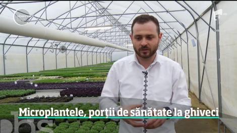 Agricultura la ghiveci este o afacere din ce în ce mai profitabilă pentru antreprenori