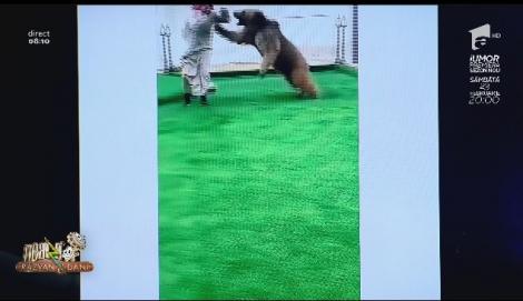 Plimbă ursul… Sau mai bine, joacă leapșa cu el! Un Moș Martin „domestic” face senzație pe internet - Video