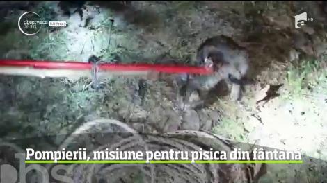 Misiune inedită a pompierilor din Argeş! Un pui de pisică, salvat dintr-o f&acirc;nt&acirc;nă ad&acirc;ncă de şase metri
