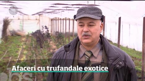 Afacerile cu plante exotice prind rădăcini adânci în România