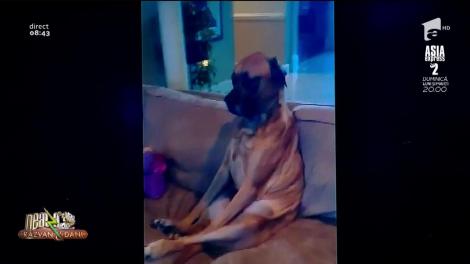 Smiley News. O fetiță se joacă de-a doctorul cu un câine