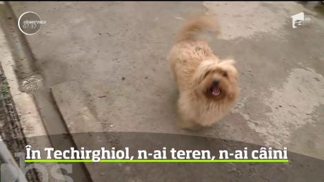 Este scandal la Techirghiol, în judeţul Constanţa, unde o hotărâre a Consiliului Local agită spiritele