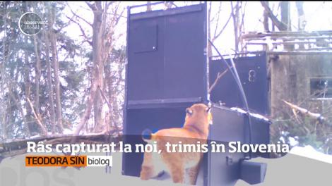 Râs capturat în Munţii Vrancei, trimis în Slovenia