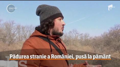 Pădurea Hoia Baciu, considerată Triunghiul Bermudelor din România, pusă la pământ de hoţii de lemne
