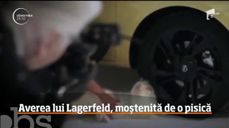 Averea de 200 de milioane de euro a lui Karl Lagerfeld, moștenită de o pisică