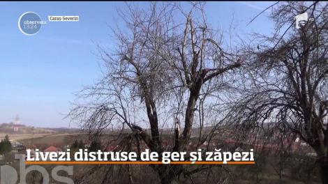 Anul acesta vom avea mai puţine fructe româneşti. Producătorii din toată ţara avertizează că zăpezile şi îngheţul au făcut ravagii în livezile din România
