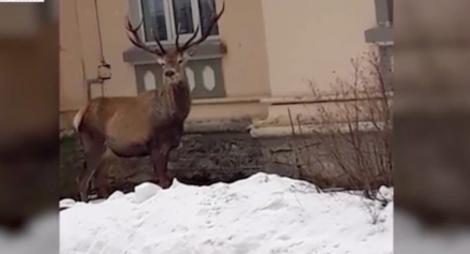 Imagini neobişnuite în Azuga. Un superb cerb carpatin, surprins în faţa Spitalului de Ortopedie