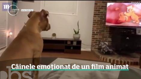 Câinele care a început să plângă în timp ce se uită la un film animat