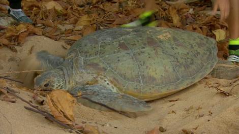 Lemurii ajută o broască țestoasă să ajungă în ocean. Sorin Brotnei: "E unic momentul, nu cred că o să mă mai întâlnesc cu o așa experiență"