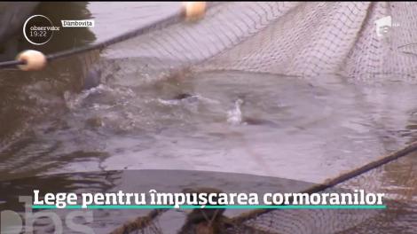 Se dă liber vânătorii de cormorani. Ministerul Apelor şi Pădurilor vrea să modifice legea vânătorii