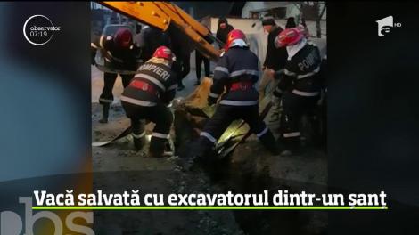 Vacă salvată cu excavatorul dintr-un șanț, în judeţul Tulcea