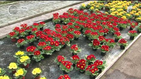 În ciuda frigului de afară, se apropie sezonul florilor. De 1 şi 8 martie, florăriile prognozează vânzări record