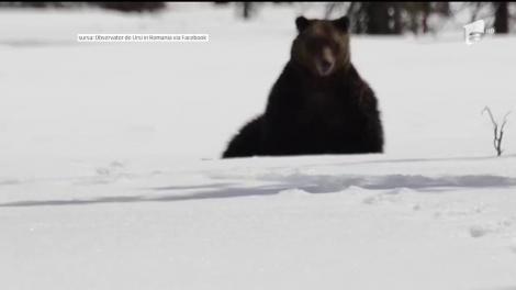 Un urs fericit. Animalul se rostogolește prin zăpadă minute în şir într-o zonă împădurită din Harghita