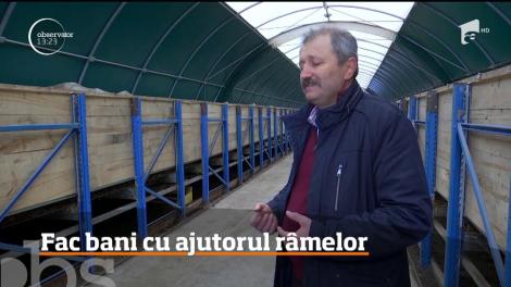 Doi antreprenori din Timiş au pus pe picioare o afacere inedită. Oamenii au deschis o fermă unde se produce biohumus și au „angajat” peste un milion de râme