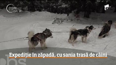 Expediție în zăpadă în Munţii Harghitei, cu sania trasă de câini