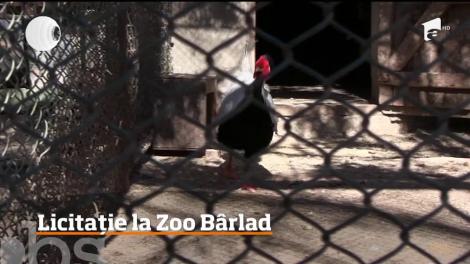 Fazanii aurii şi bivolii indieni de la Zoo Bârlad vor fi scoşi la licitaţie, pentru că s-au înmulţit peste măsură