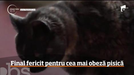 Cea mai obeză pisică din Marea Britanie şi-a găsit în sfârşit o familie