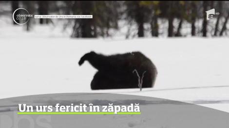 Un urs a fost filmat în timp ce se joacă fericit în zăpadă, într-o zonă împădurită din Harghita