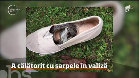 O femeie a avut parte de o surpriză uriaşă după ce s-a întors din Australia! A descoperit un şarpe în bagaj!