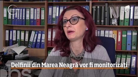 Începe numărătoarea delfinilor din Marea Neagră!