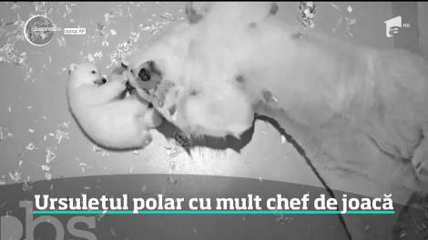 Imagini adorabile cu un pui de urs polar au fost date publicităţii de grădina zoologică din Berlin