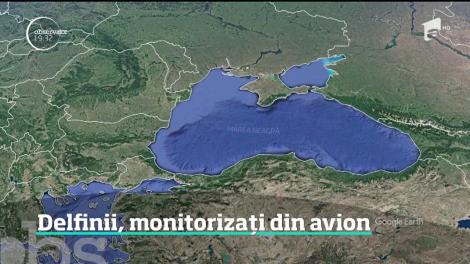 Dispar delfinii din Marea Neagră! Ne-am pierdut deja sute de mii de exemplare
