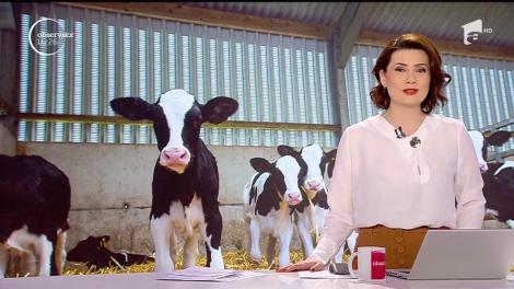 O vacă dintr-o gospodărie din judeţul Vaslui a adus pe lume trei tăuraşi