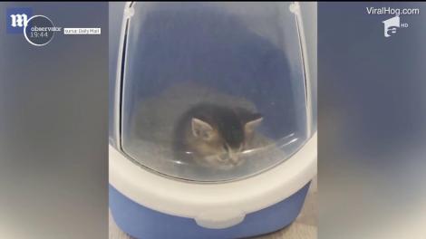 O pisică puţin cam confuză a reuşit cu greu să iasă din litieră, din cauza surorii un pic prea răutăcioase