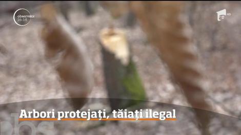 O pădure unică în ţara noastră a căzut pradă defrişărilor ilegale!