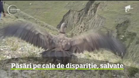 Operaţiune de salvare dusă la bun sfârşit în Bolivia. Doi condori andini au fost eliberaţi cu succes în sălbăticie după ce au fost găsiţi bolnavi şi au fost trataţi