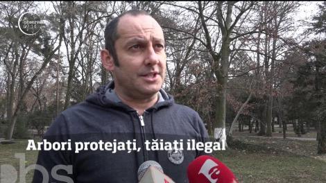 Suntem campioni la defrişări ilegale, iar statutul de rezervaţie naturală pare că nu aduce nici protecţie suficientă şi nici nu intimidează hoţii de lemne