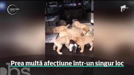 O felină a devenit faimosă în mediul online după ce fost copleşită de afecţiunea oferită de câţiva căţeluşi